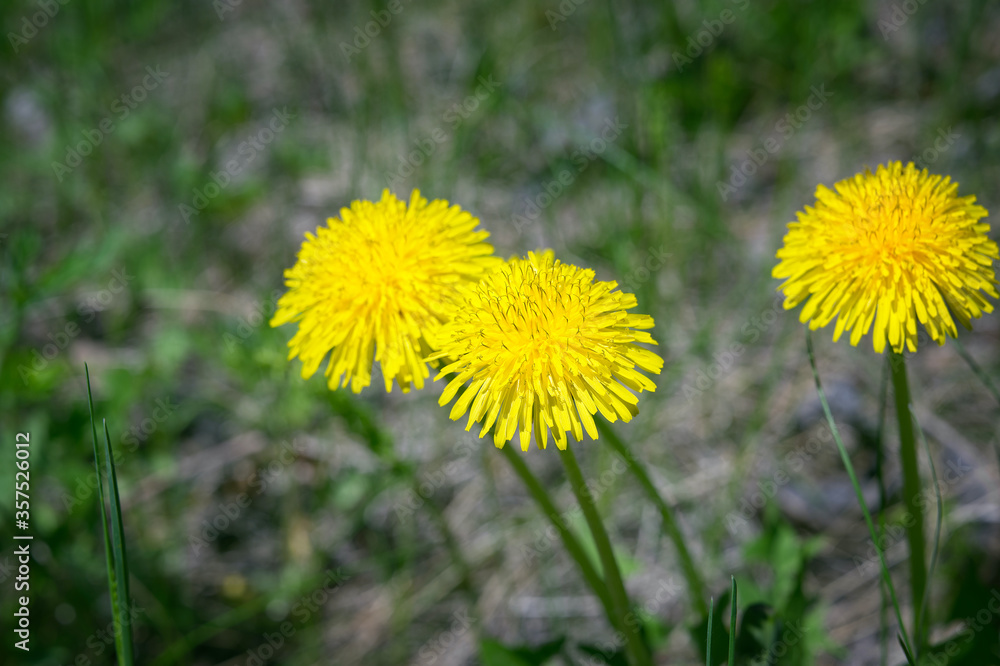 bush of bright yellow dandelions close-up on a background of young green grass. Floral spring background bush of bright yellow dandelions close-up on a background of young green grass. Floral spring background