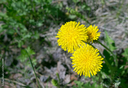Wallpaper Mural bush of bright yellow dandelions close-up on a background of young green grass. Floral spring background Torontodigital.ca