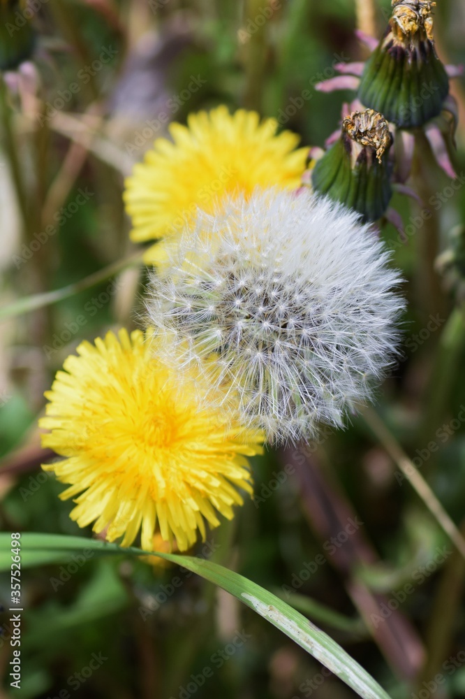 An enlarged image of the dandelion fluff. An enlarged image of the dandelion fluff.
