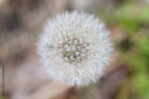 An enlarged image of the dandelion fluff.