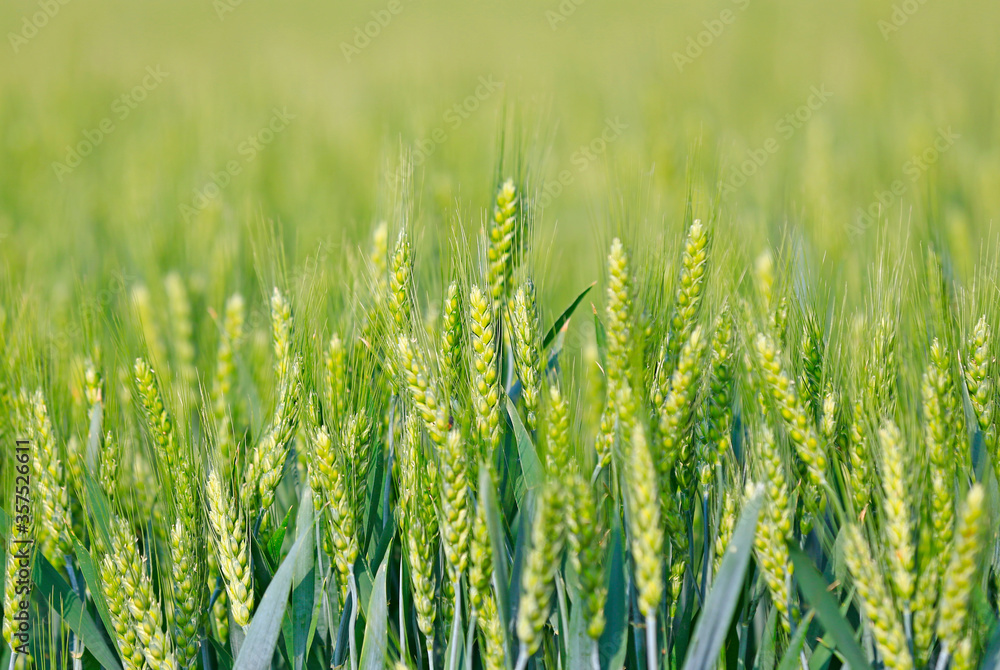 Wheat growing in the wheat field Wheat growing in the wheat field