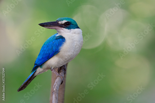 Turn around face of White collared kingfisher beautiful blue and white bird in lovely action © prin79