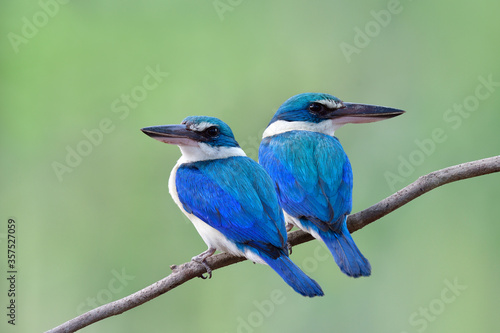 White-collared Kingfisher, beautiful pair of bright blue and turquoise bird © prin79