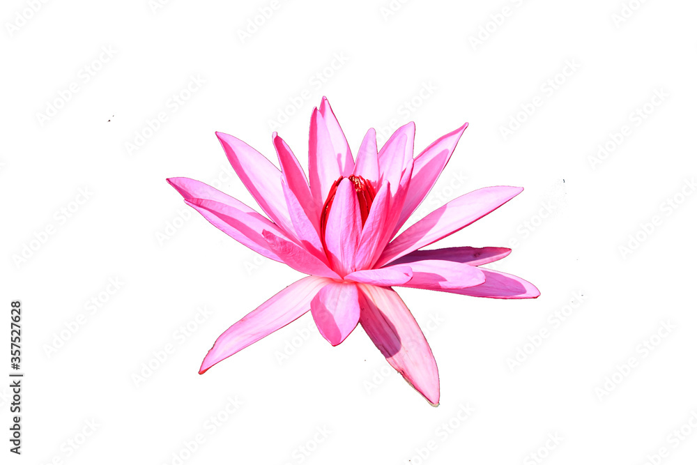 Water lily isolated on white backgound