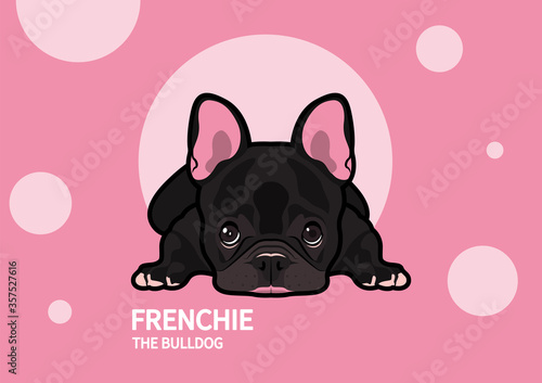 Cute frenchie is lying down on the floor with boring mood in pink background.