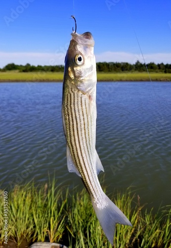 A small striped bass hanging on a fishing line and a hook photo