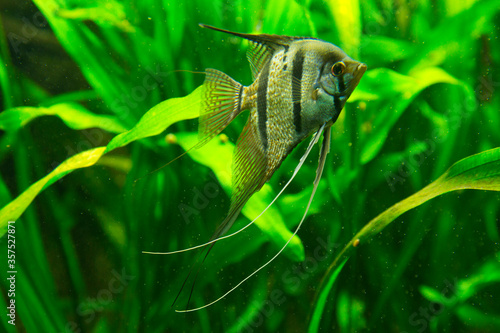 Slika na platnu Angelfish,  freshwater angelfish (Pterophyllum scalare).