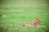 Young lion on the grass