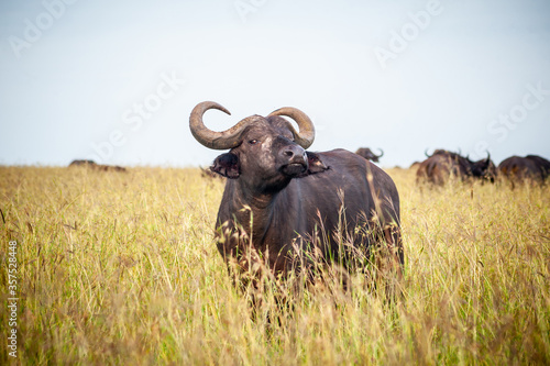 Wild buffalo in the yellow grass