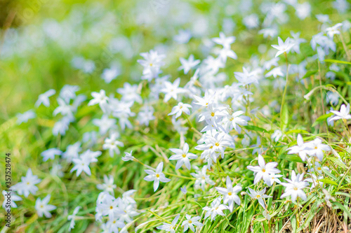 White wild flowers and green leaves on the ground