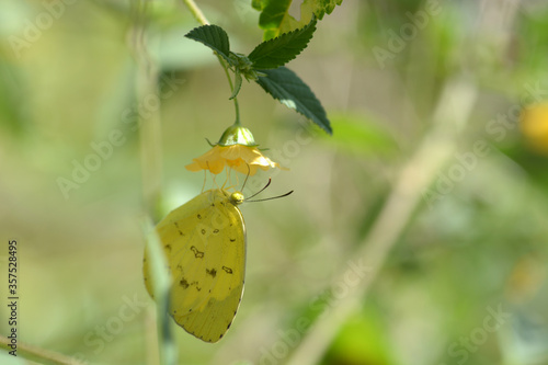 green butterfly on a yellow flower © pangcom