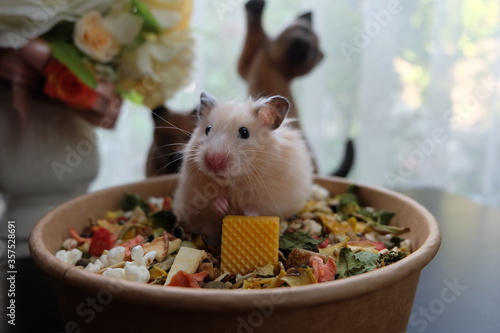 Close-up of a small hamster eating food, selective focus