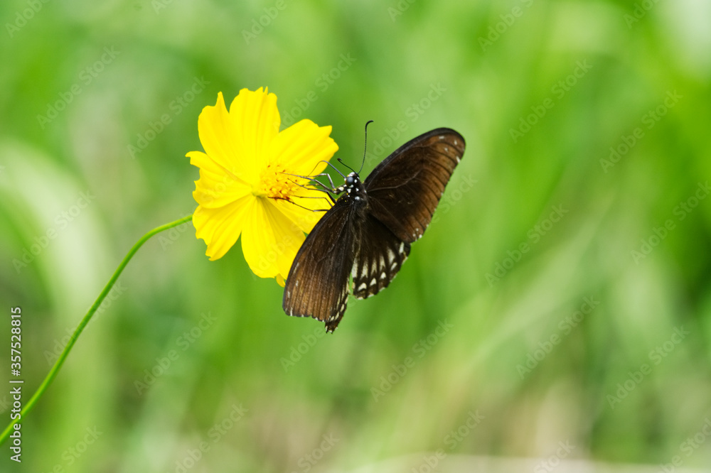 beautiful butterfly is on a yellow flower beautiful butterfly is on a yellow flower