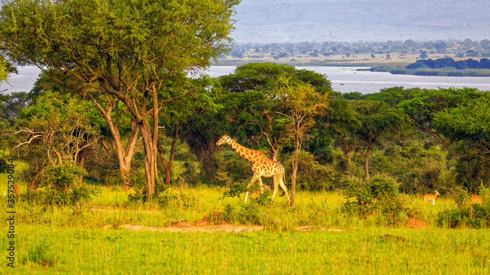 One rothschild giraffe walking between acacia trees near Nile Delta