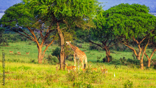 One masai giraffe munching and four oribi grazing in savannah grassland © Anil