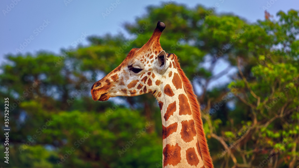 close up of a rothschild giraffe. Side view against blurred green background close up of a rothschild giraffe. Side view against blurred green background