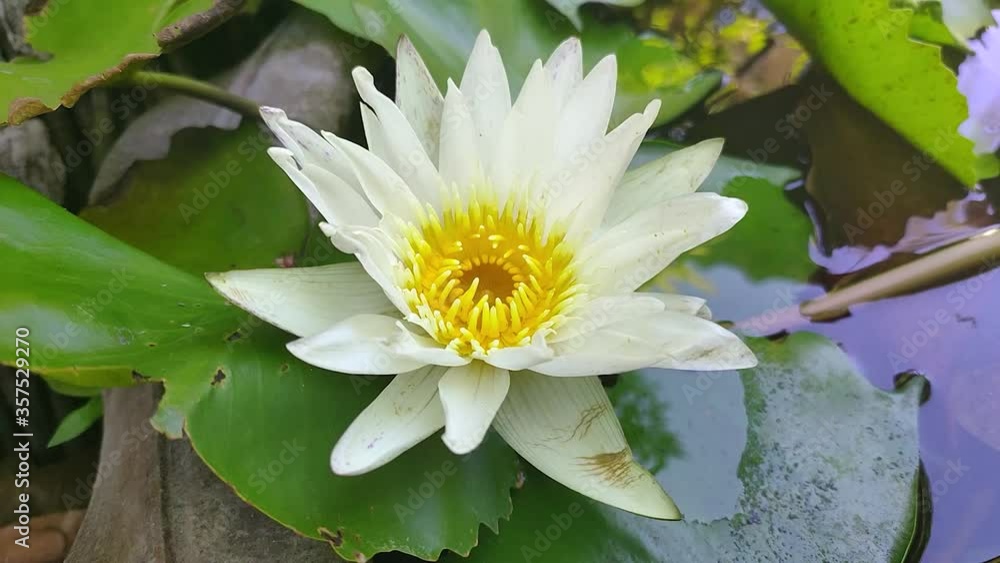 white lotus flower in the garden white lotus flower in the garden