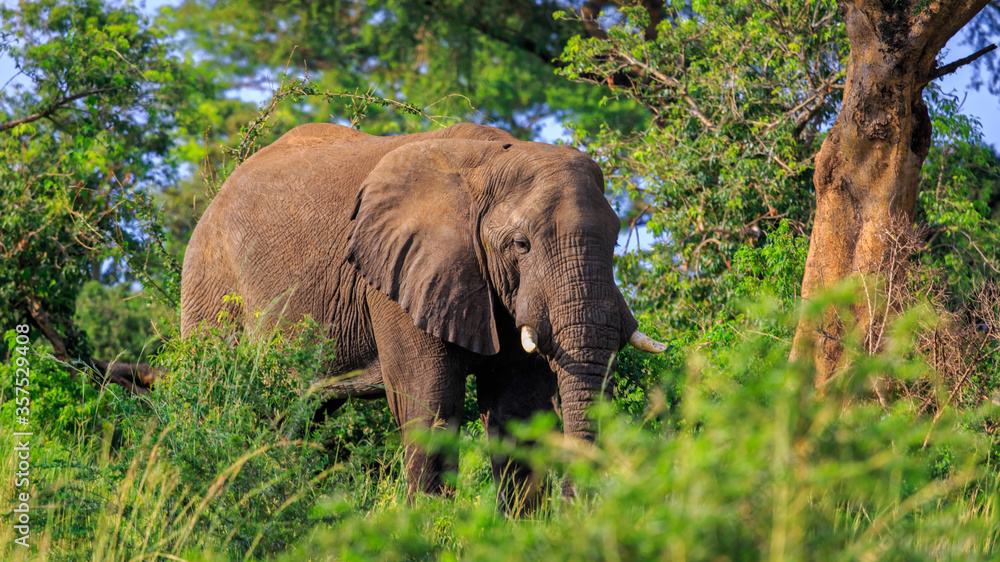 front POV of wild African bush elephant standing in natural habitat in Murchison Falls National Park, Uganda