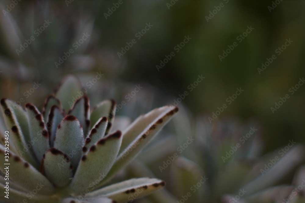cactus cactus