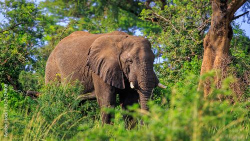 front POV of wild African bush elephant standing in natural habitat in Murchison Falls National Park  Uganda