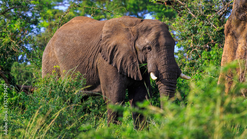 close up front view of wild African bush elephant standing in natural habitat in Murchison Falls National Park  Uganda