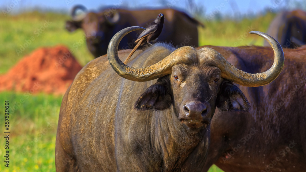 Naklejka premium extreme close up of cape buffalo with an oxpecker perched on it. Front view. Looking into the camera.
