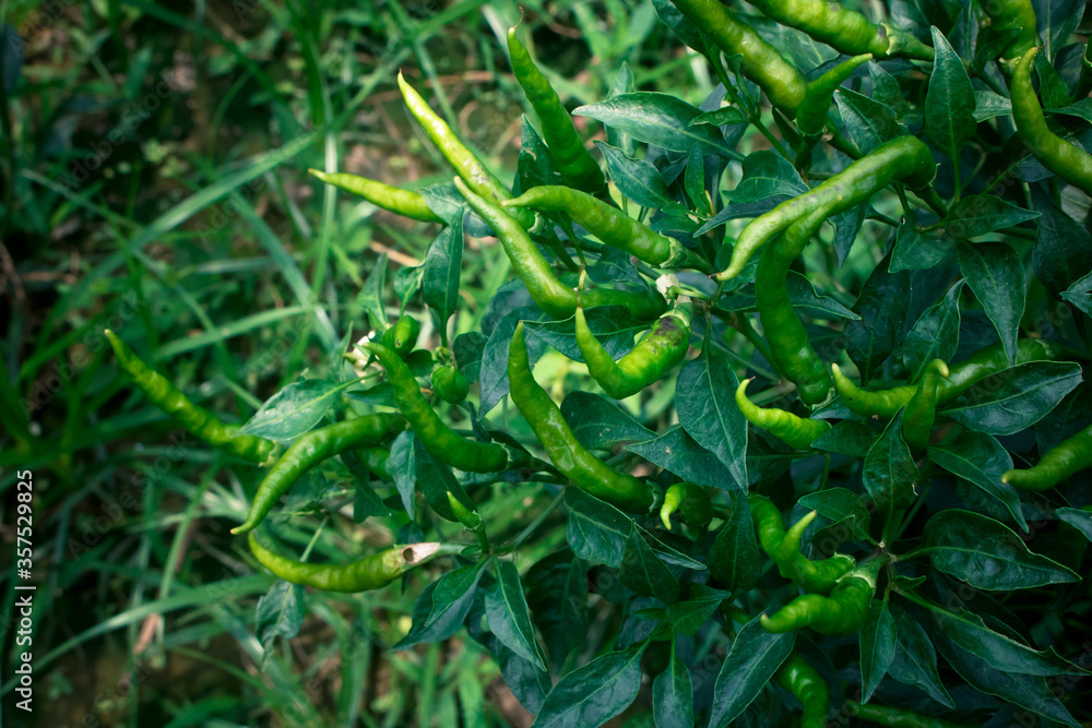 Rows of green peppers in the garden. It is an improved variety of pepper in Bangladesh.