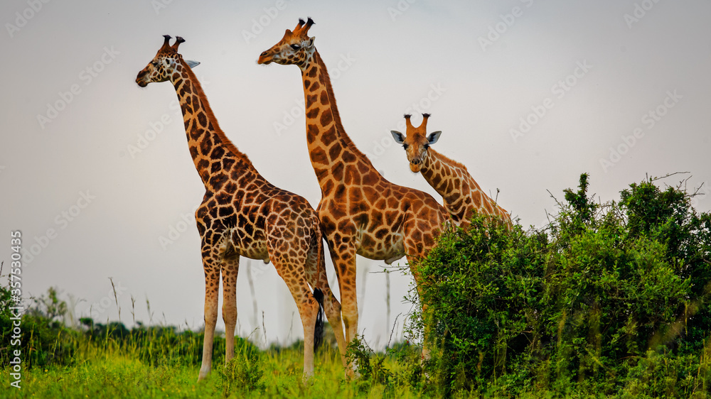 Obraz premium low angle shot of three rothschild giraffe standing in plains of Murchison Falls National Park