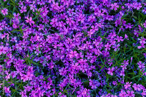 Beautiful pink and purple Phlox awl-shaped flowers on a sunny day close-up. Phlox subulata © Andrii