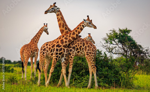four giraffe forming a tower and standing on the plains of Murchison Falls National Park, Uganda