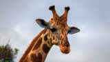 portrait of male Rothschild Giraffe (Giraffa camelopardis rothschildi)  against overcasted sky background.