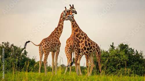 Fototapeta Naklejka Na Ścianę i Meble -  low angle view of tower of three giraffe in plains of Murchison Falls National Park