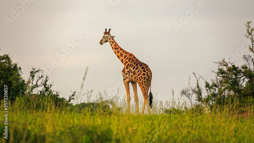 standing alone Rothschild Giraffe (Giraffa camelopardis rothschildi) in  Murchison Falls NP, Uganda, Africa