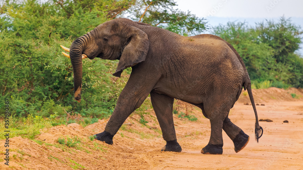 Obraz premium A big African Tusker crosses dirt road in front of the vehicle. Full body portrait. Side view. Eye level shot. Murchison Falls National Park, Uganda.