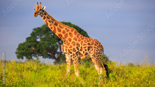 Beautifully lit by golden hour light, portrait of Rothschild Giraffe. Low angle view in Murchison Falls National Park, Uganda