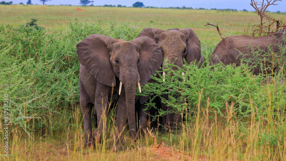 Fototapeta premium Cow and Baby African Bush Elephants standing in plains of Murchison Falls National Park