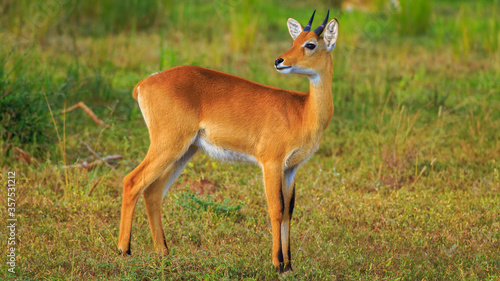 a cute male Oribi looking away in the plains of Murchison Falls National Park  Uganda  Africa