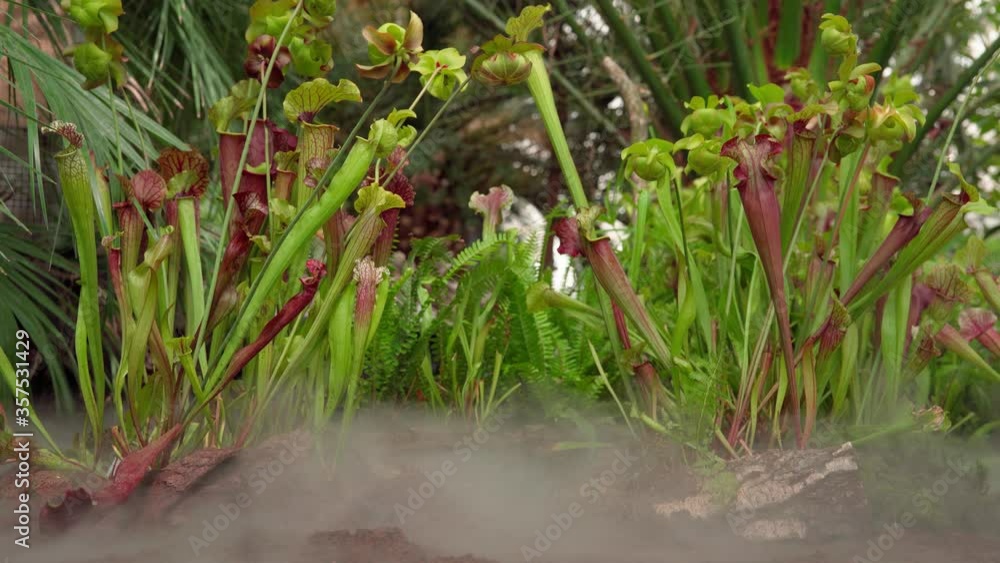 carnivorous buttercup plants at morning fog in the forest carnivorous buttercup plants at morning fog in the forest