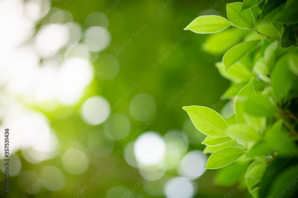 Amazing nature view of green leaf on blurred greenery background in garden and sunlight with copy space using as background natural green plants landscape, ecology, fresh wallpaper concept. Amazing nature view of green leaf on blurred greenery background in garden and sunlight with copy space using as background natural green plants landscape, ecology, fresh wallpaper concept.