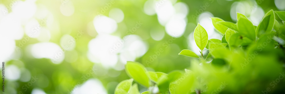 Amazing nature view of green leaf on blurred greenery background in garden and sunlight with copy space using as background natural green plants landscape, ecology, fresh wallpaper concept. Amazing nature view of green leaf on blurred greenery background in garden and sunlight with copy space using as background natural green plants landscape, ecology, fresh wallpaper concept.