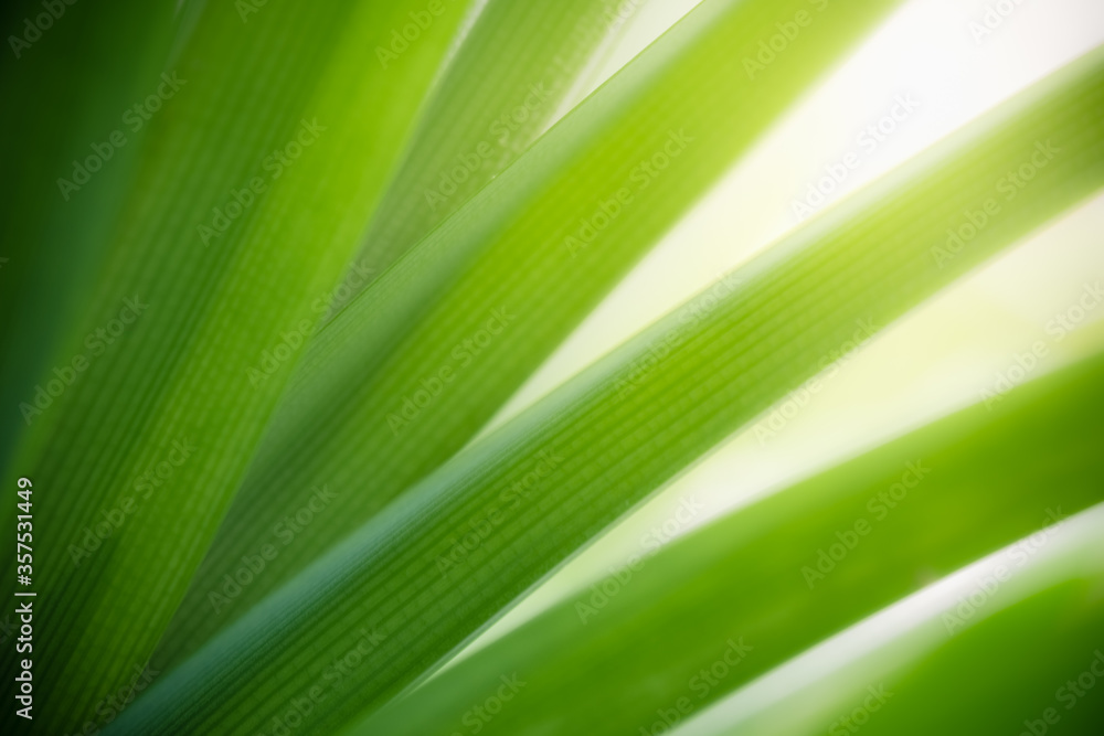 Amazing nature view of green leaf on blurred greenery background in garden and sunlight with copy space using as background natural green plants landscape, ecology, fresh wallpaper concept. Amazing nature view of green leaf on blurred greenery background in garden and sunlight with copy space using as background natural green plants landscape, ecology, fresh wallpaper concept.
