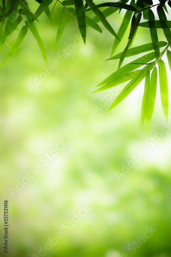 Fototapeta Naklejka Na Ścianę i Meble -  Amazing nature view of green leaf on blurred greenery background in garden and sunlight with copy space using as background natural green plants landscape, ecology, fresh wallpaper concept.