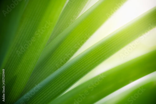 Amazing nature view of green leaf on blurred greenery background in garden and sunlight with copy space using as background natural green plants landscape, ecology, fresh wallpaper concept.