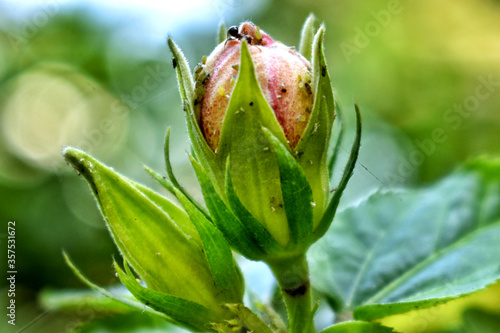 bud of a flower