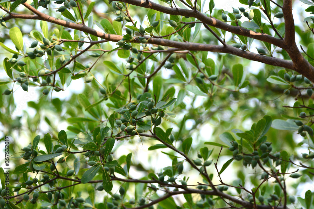 green leaf on a tree branch 