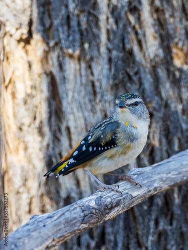 The Spotted Pardalote is one of the smallest of all Australian birds that is more often detected by its characteristic call. Characterized by distinct spotting on its head and body.  photo