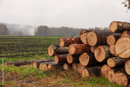 On a plowed field  close-up stacked trunks of cut trees.Autumn and spring fog in the background  slush and mud. Timber cutting.