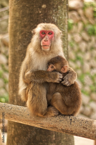 Japanese Monkeys © Sam