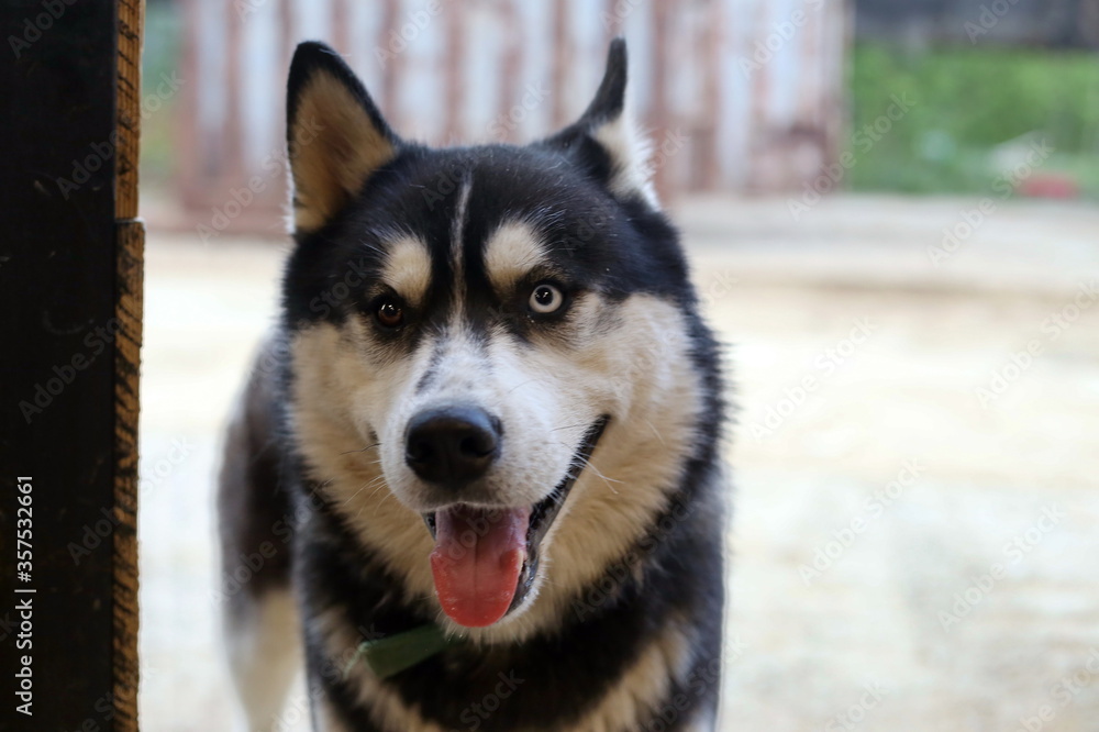 Muzzle (face) of a curious husky (dog)