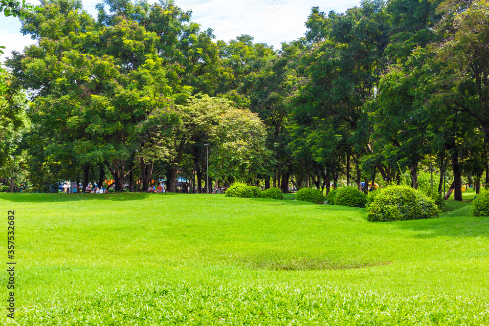 Obraz premium Green city public park with tree and meadow sunny day